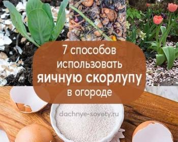 Как использовать яичную скорлупу на огороде - преимущества и методы применения