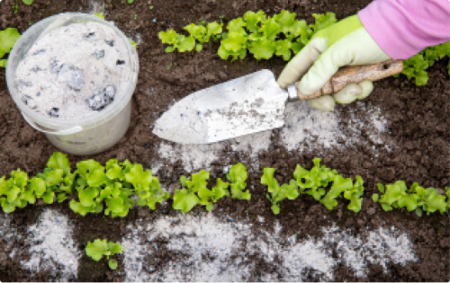 Как использовать хлористый калий для повышения урожайности огорода - полезные советы и рекомендации