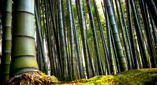 Самая высокая трава в мире - тайна бамбукового сорняка, достигающего рекордных размеров