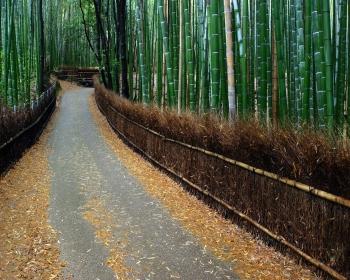 Самая высокая трава в мире - тайна бамбукового сорняка, достигающего рекордных размеров