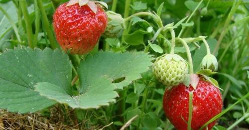 Как правильно выбрать и посадить саженцы клубники - экспертные советы для успешного приготовления вкуснейших ягод