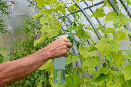 Преимущества и применение борной кислоты в огороде - мощное решение для увеличения урожайности и борьбы с вредителями