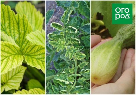 Преимущества и применение борной кислоты в огороде - мощное решение для увеличения урожайности и борьбы с вредителями