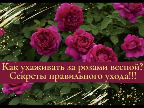 Садовое великолепие - тайны заботы, разведения и ухаживания за розами в осеннюю пору