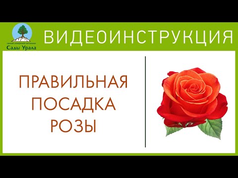 Садовое великолепие - тайны заботы, разведения и ухаживания за розами в осеннюю пору