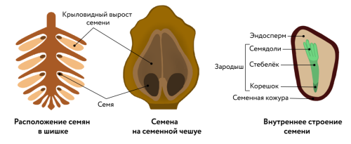 Почему семенные растения наиболее распространены в природе? Преимущества размножения семенами в эволюционной борьбе и долгосрочной выживаемости в суровых условиях