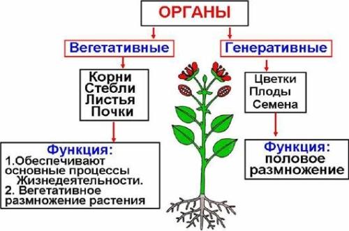 Почему семенные растения наиболее распространены в природе? Преимущества размножения семенами в эволюционной борьбе и долгосрочной выживаемости в суровых условиях