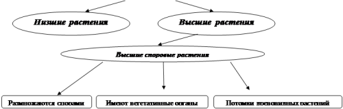 Почему семенные растения наиболее распространены в природе? Преимущества размножения семенами в эволюционной борьбе и долгосрочной выживаемости в суровых условиях