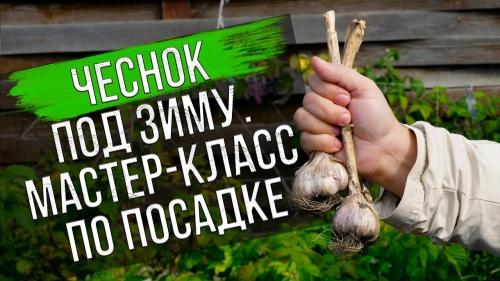 Когда и как правильно посадить чеснок осенью, чтобы получить обильный урожай