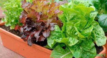 Как правильно посадить салат в огороде - полезные советы и рекомендации для успешного выращивания