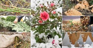 Садовый ватин для укрытия роз - правила применения и защита растений от холода безопасными средствами