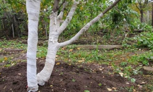 Садовый бинт – незаменимый помощник для защиты и поддержки деревьев и растений в вашем саду