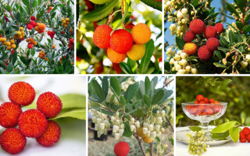 Садовые ягоды - названия самых популярных сортов для вашего сада!