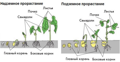 Основные правила огорода - советы для успешного выращивания растений