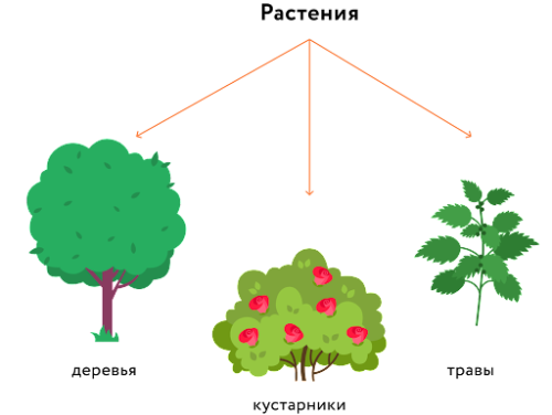 Орешник – дерево или кустарник? Важные отличия и характеристики