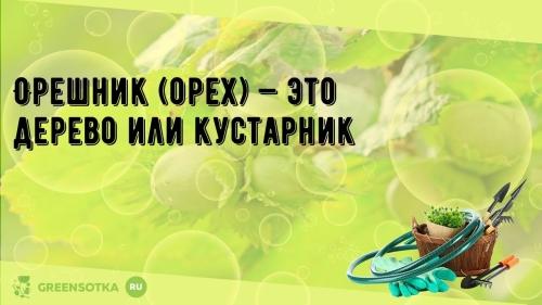 Орешник – дерево или кустарник? Важные отличия и характеристики