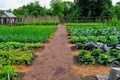 Огород - какие овощи и фрукты лучше выращивать в саду