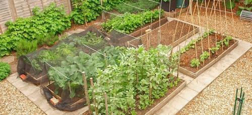 Огород начало - советы и рекомендации для первых шагов в садоводстве