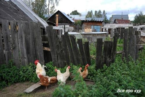 Огород с курами - эффективное сочетание огородничества и птицеводства для естественного развития вашего сада