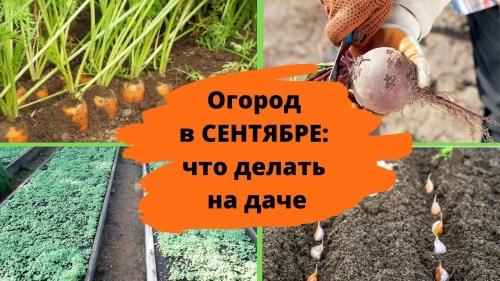 Осенние работы на даче в сентябре: подготовка участка к зиме