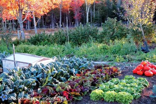 Осенние работы в саду и огороде: советы и рекомендации