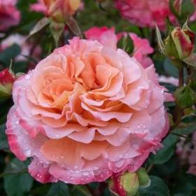 Садовые розы премиум выбор лучших сортов и секреты ухода