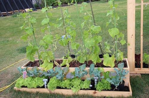 Огород без грядок - новые принципы организации садового участка, открывающие возможности безупречного роста и комфорта