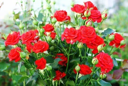 Садовые розы осенью - полезные советы по уходу и правильной подготовке к зиме