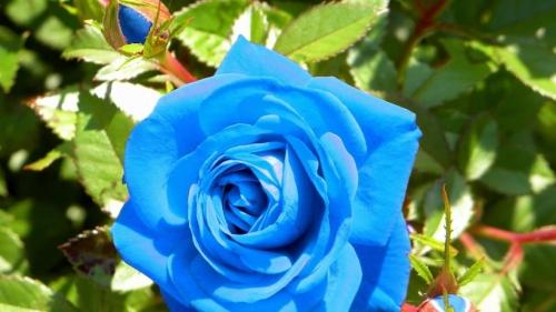 Как вырастить и ухаживать за садовыми розами у себя дома без лишних проблем и хлопот
