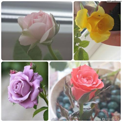 Как вырастить и ухаживать за садовыми розами у себя дома без лишних проблем и хлопот