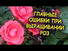 Как выращивать садовые розы в квартире - советы по уходу и выбору сортов