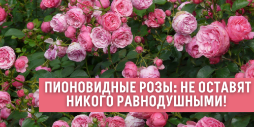 Как выращивать садовые розы в квартире - советы по уходу и выбору сортов