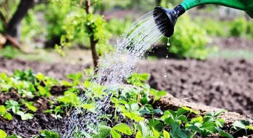 Применение нашатырного спирта в огороде - повышение эффективности и использование полезных свойств