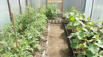 Эффективные советы по выращиванию и уходу за ароматными подснежниками в парнике на даче
