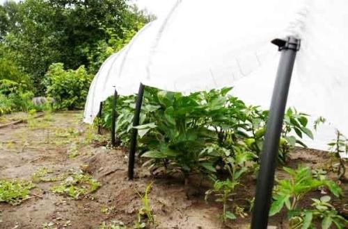 Парник Подснежник - универсальный помощник для сада и огорода - как использовать его максимально эффективно