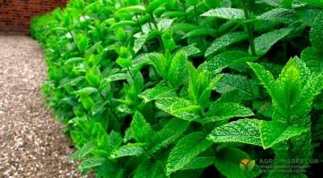 Как успешно посадить мяту на огороде - лучшие советы и рекомендации для изобилия свежего аромата и лечебных свойств