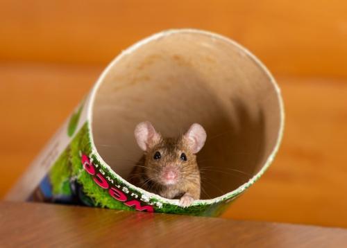 Эффективные способы и советы по избавлению от мышей в огороде