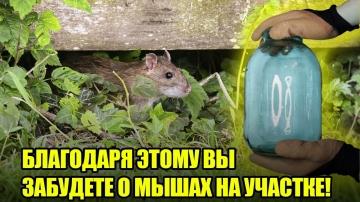 Эффективные способы и советы по избавлению от мышей в огороде