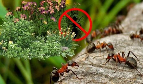 Как навсегда избавиться от муравьев на огороде при помощи эффективных народных средств