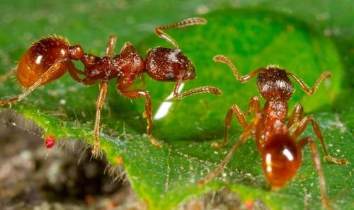 Как навсегда избавиться от муравьев на огороде при помощи эффективных народных средств