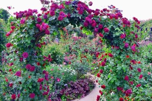Садовые арки для вьющихся растений - как выбрать, установить и ухаживать, чтобы создать захватывающий вид и уютный уголок в саду