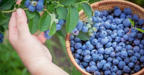 Выращивание голубики на огороде - лучшие советы и рекомендации для успешного урожая