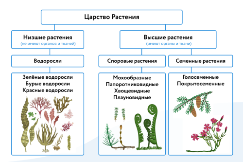 Многообразие растений - значимость для природы и экосистем