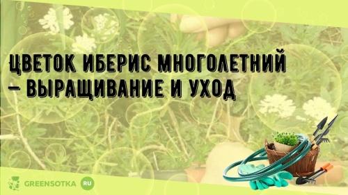 Многолетний огород - секреты ухода и выращивания растений, которые помогут создать уникальный и плодовитый уголок на вашем участке