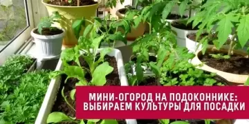 Как создать мини-огород дома - полезные советы и рекомендации