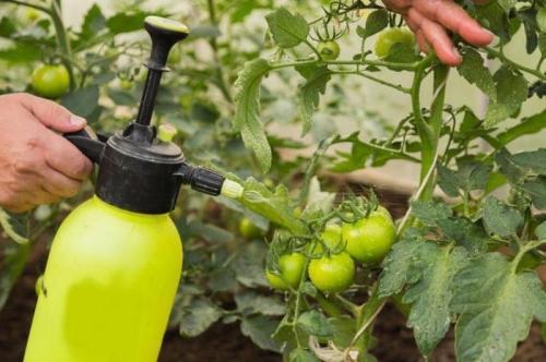 Метронидазол - эффективное средство для защиты растений в огороде