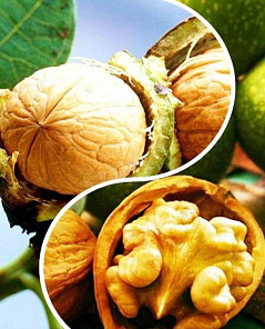 Применение листьев грецкого ореха в огороде - полезные советы и рекомендации для вашего урожая!