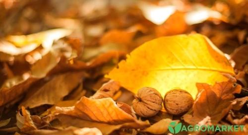 Применение листьев грецкого ореха в огороде - полезные советы и рекомендации для вашего урожая!