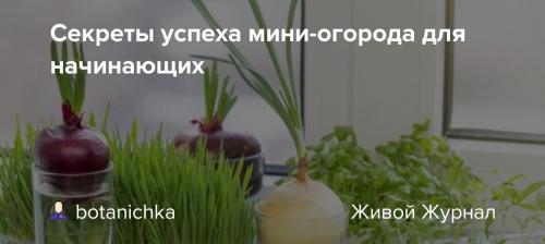 Летний огород - секреты успеха и лучшие культуры для посадки