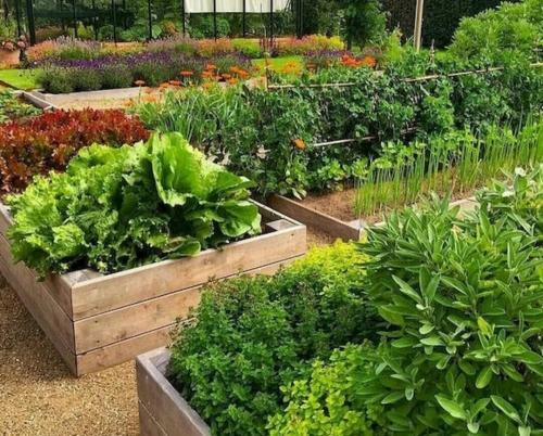Легкий огород - секреты выращивания овощей без лишних хлопот